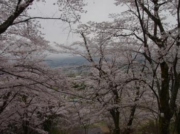 2016.万寿山桜