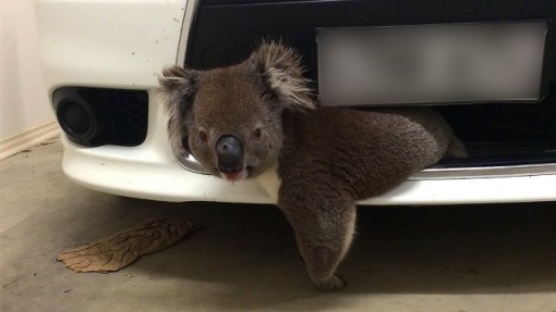 koala-bear-grylls.jpg