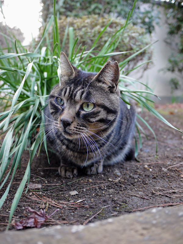 茂みで真剣な顔のキジトラ猫1