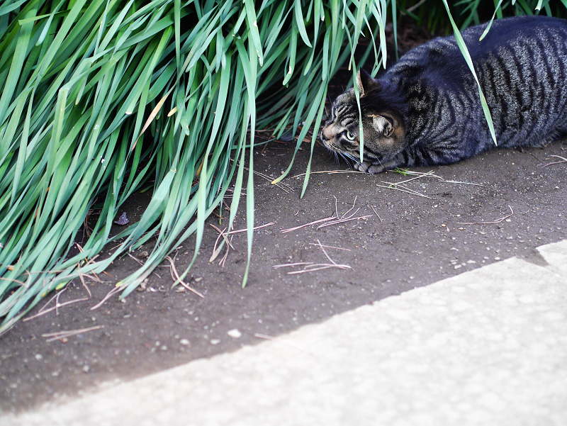茂みで真剣な顔のキジトラ猫2