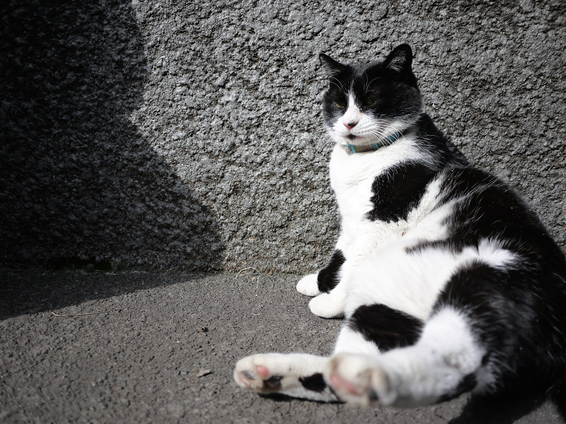 石壁のまで足を浮かせてる黒白猫
