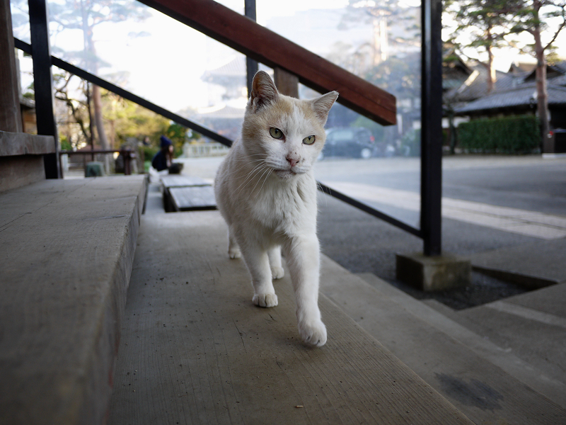 階段を走る白茶猫