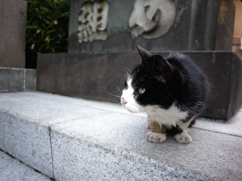神社の福福猫1