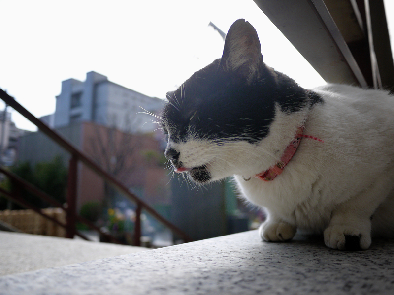 石階段でベロを出す黒白猫2
