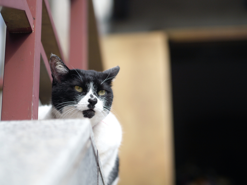 階段の上から遠くを見てる黒白猫1