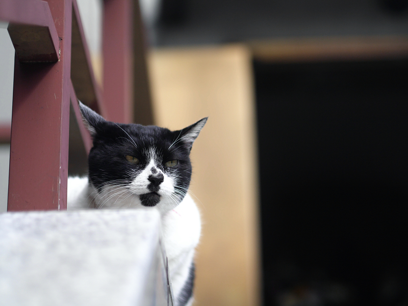 階段の上から遠くを見てる黒白猫2