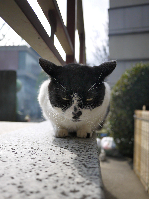 階段の端の黒白猫1