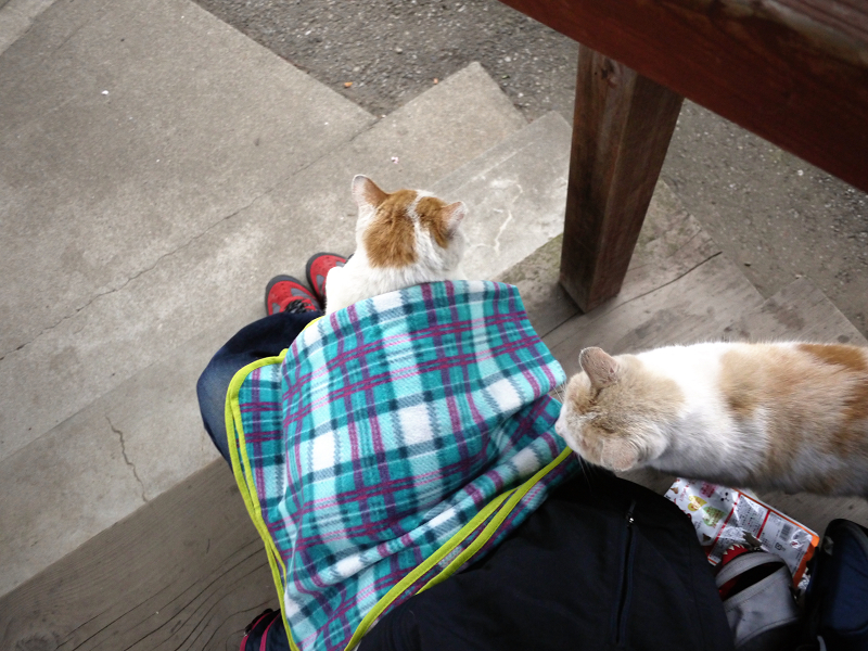 膝の上の2匹の白茶猫1
