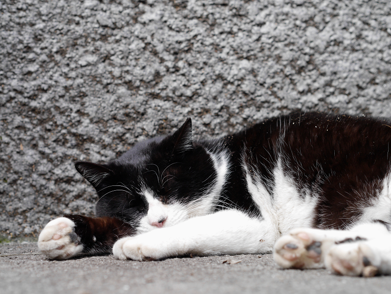 石壁の前で熟睡してる黒白猫1