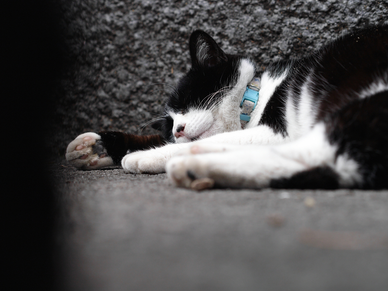 石壁の前で熟睡してる黒白猫2