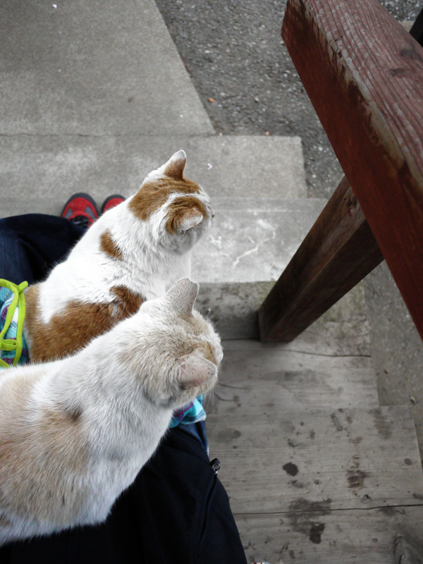 膝の上の茶白猫と白茶猫1