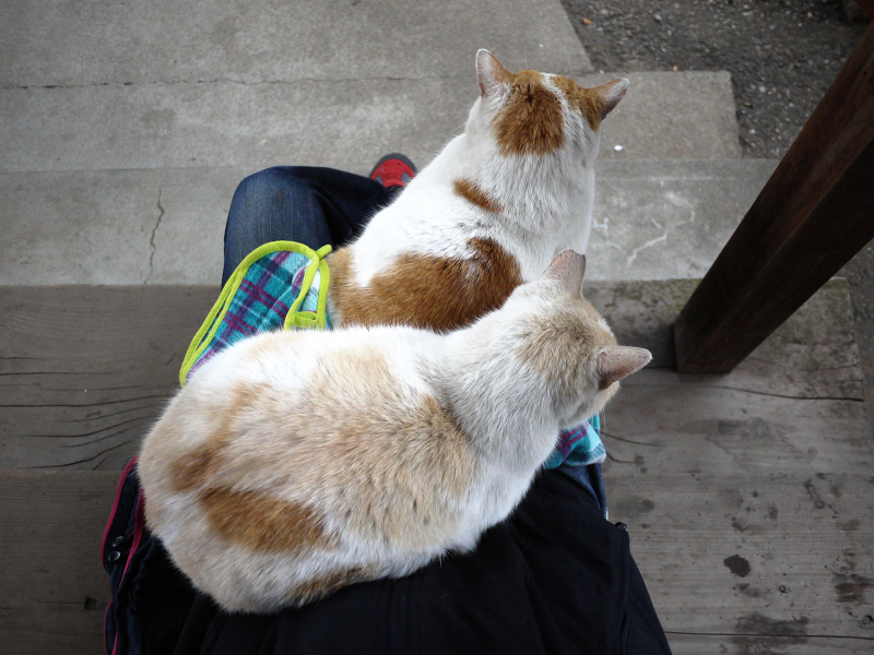 膝の上の茶白猫と白茶猫2