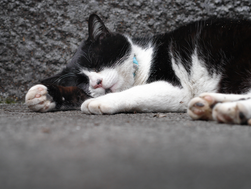 手を伸ばして熟睡中の黒白猫
