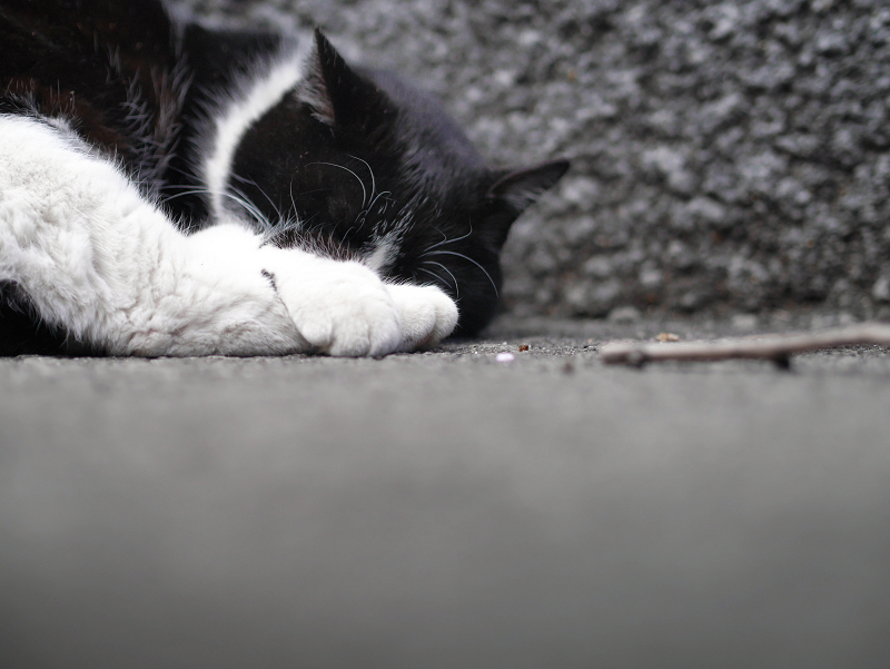 顔を手足で隠して寝てる黒白猫