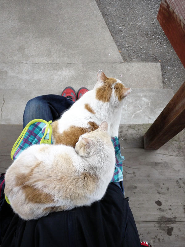 膝に乗っちゃってる茶白猫と白茶猫1