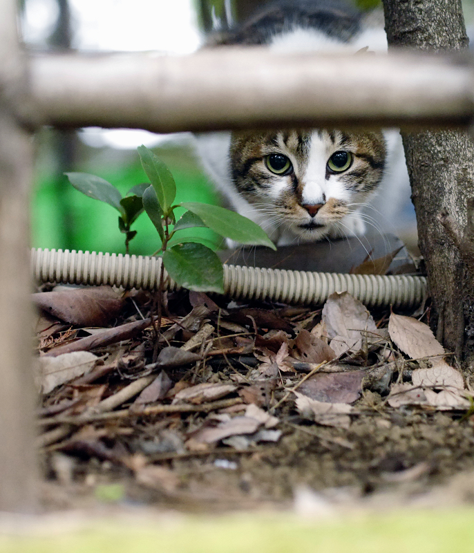 竹垣から睨んでるキジ白猫