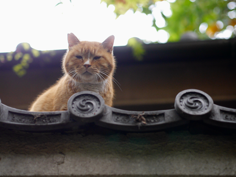 屋根に乗ってる奥目の茶白猫1
