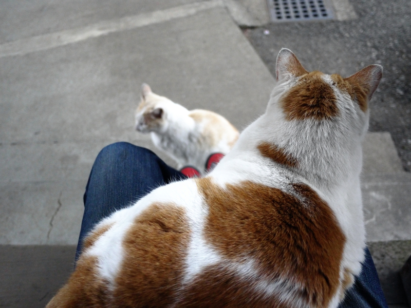 私の膝に乗ってくる茶白猫と白茶猫1