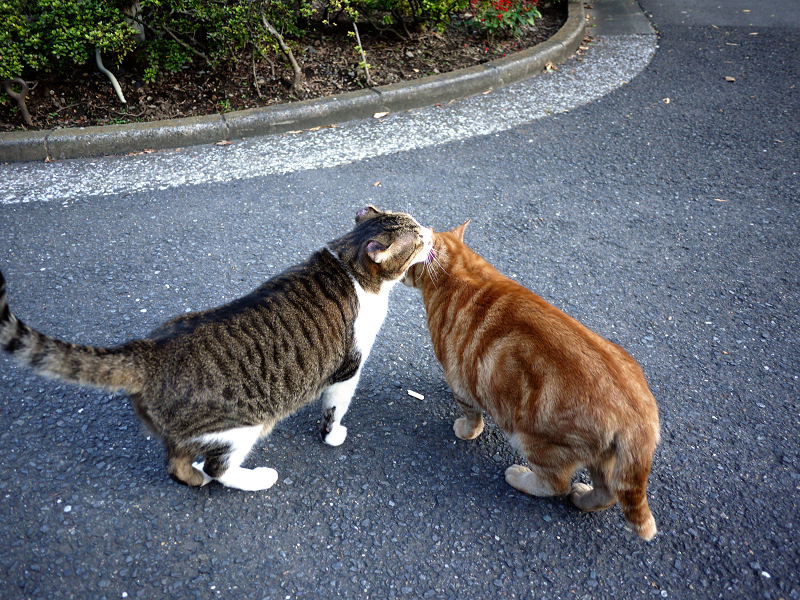 舐め合う猫たち