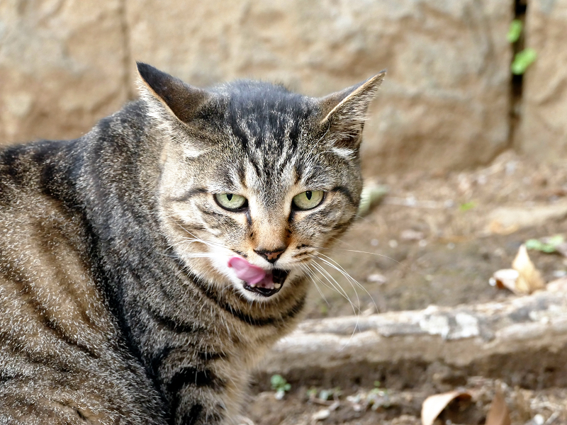 石垣の前のキジトラ猫1