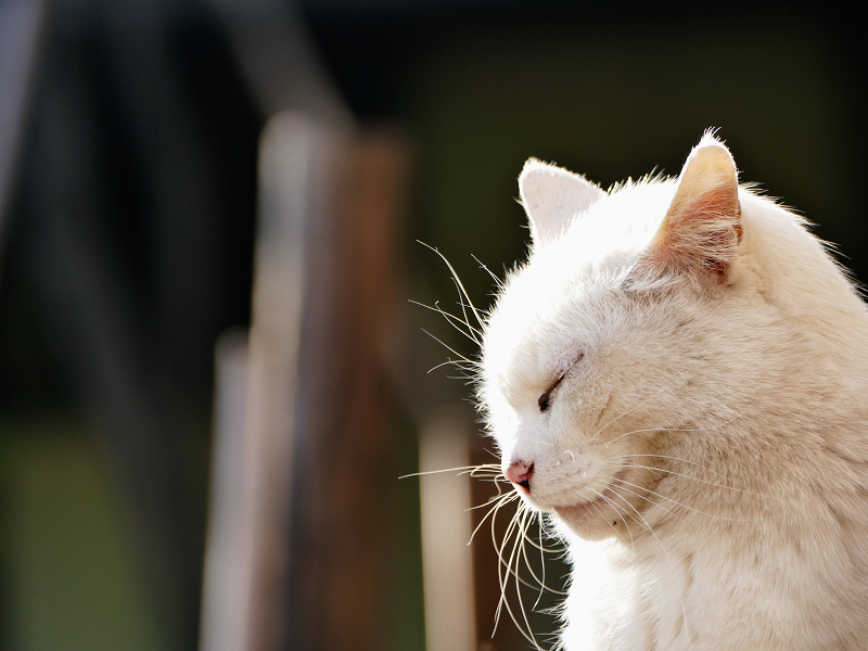 瞑想中の白猫1