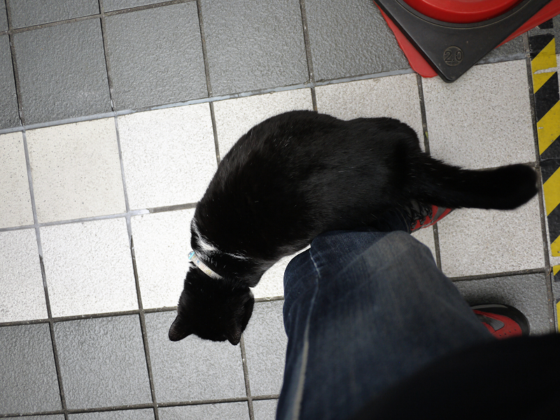 足に体を擦りつける黒白猫3