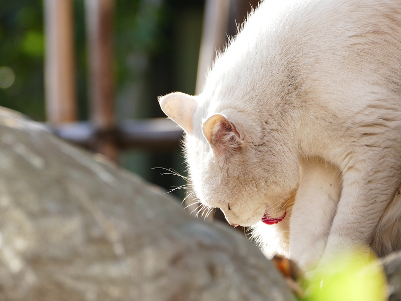 岩陰で体をなめる白猫