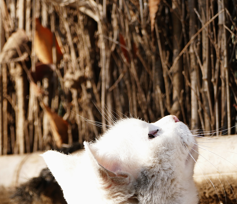 柵の前で空を見上げてる白猫1