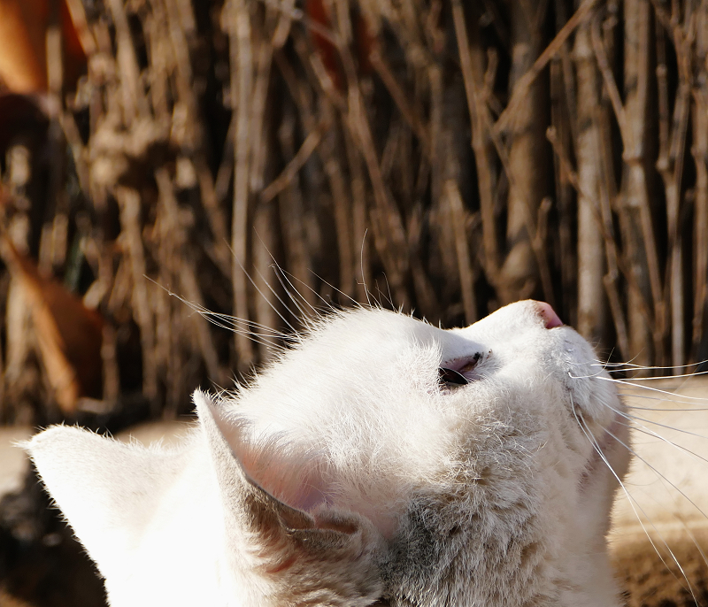 柵の前で空を見上げてる白猫2
