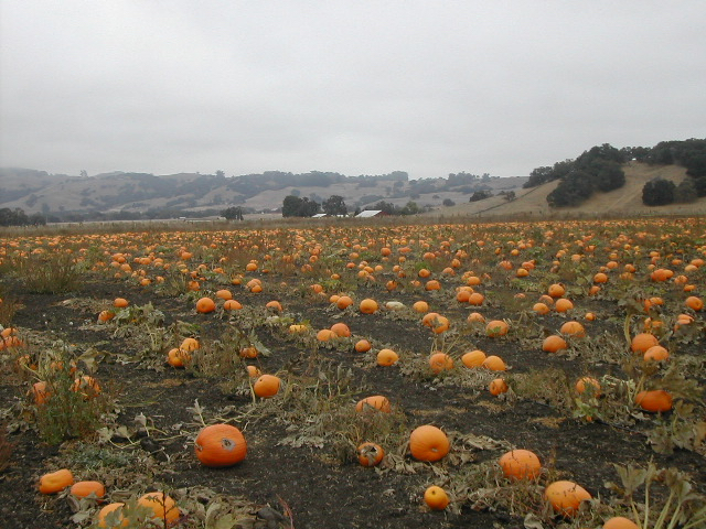 かぼちゃ畑