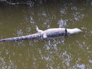Indian-River-Lagoon-fish-kill-in-Florida-3.jpg