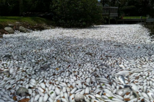 Indian-River-Lagoon-fish-kill-in-Florida-7.jpg