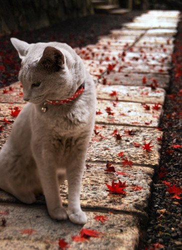 image_tumble_autumn_Cats_2015_0002.jpg