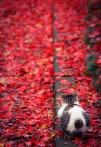 image_tumble_autumn_Cats_2015_0003.jpg