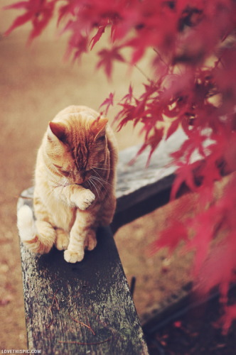 image_tumble_autumn_Cats_2015_0005.jpg