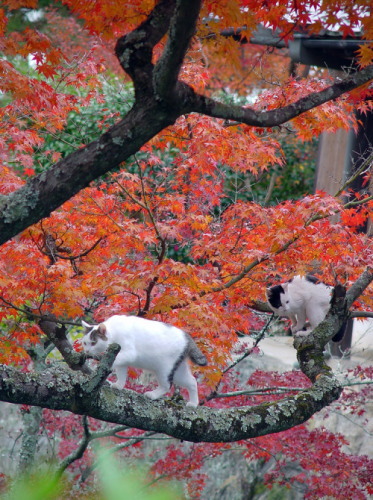 image_tumble_autumn_Cats_2015_0006.jpg