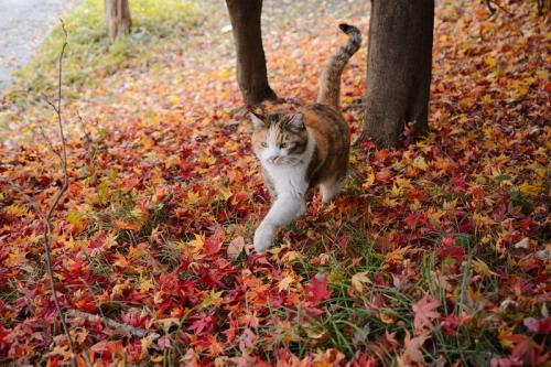 image_tumble_autumn_Cats_2015_0007.jpg