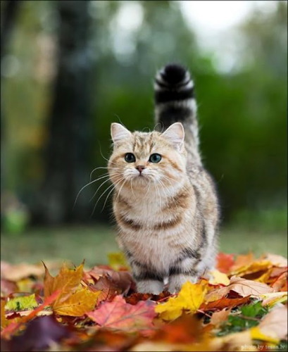 image_tumble_autumn_Cats_2015_0008.jpg
