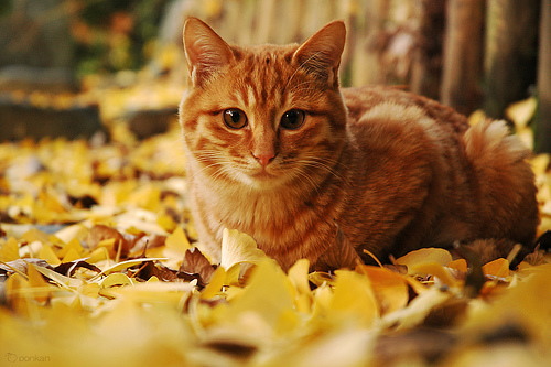 image_tumble_autumn_Cats_2015_0009.jpg