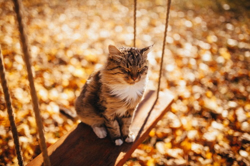 image_tumble_autumn_Cats_2015_0010.jpg
