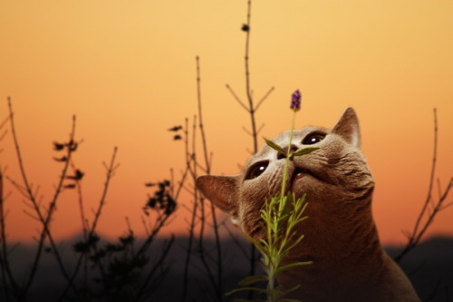 image_tumble_autumn_Cats_2015_0012.jpg