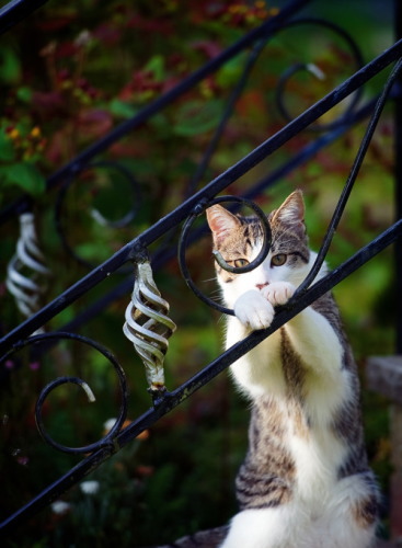 image_tumble_autumn_Cats_2015_0015.jpg
