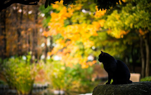 image_tumble_autumn_Cats_2015_0016.jpg