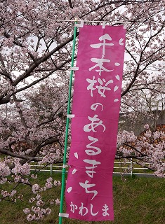 160403桜まつり