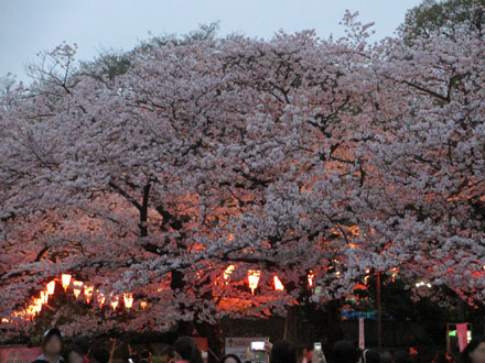 上野の夜桜