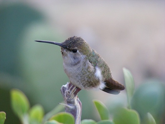 hummingbird-194826_6401.jpg