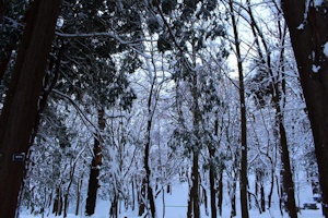 雪の北海道神宮