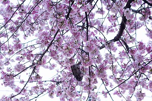 大寒桜とヒヨドリ