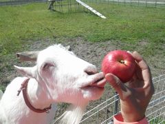 ［写真］嬉しさのあまり、赤いリンゴに舌を伸ばして変顔をするアラン