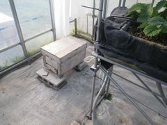 ［写真］本圃ハウスに到着したばかりのミツバチの巣箱